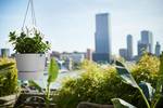 greenville hanging basket 24cm living concrete